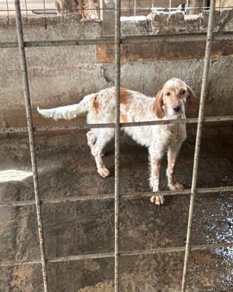 Setter inglese