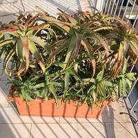 Piante grasse con vasi