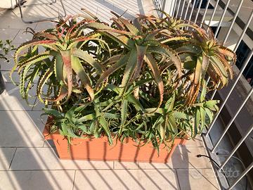 Piante grasse con vasi