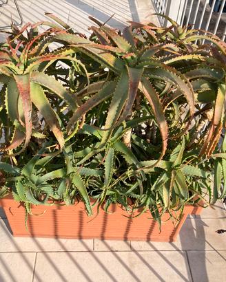 Piante grasse con vasi