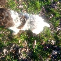 Cuccioli lagotto maschio