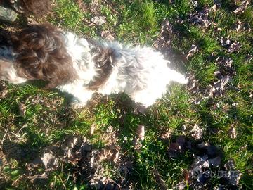 Cuccioli lagotto maschio