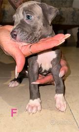 Cuccioli di american pitbull terrier