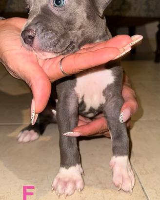Cuccioli di american pitbull terrier