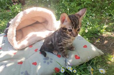 Gattini cuccioli gatto Bengala