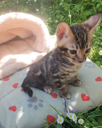 Gattini cuccioli gatto Bengala