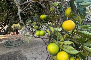 Appartamento al piano terra a Cabras