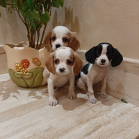 Cuccioli di cavalier king bianco arancio e nero