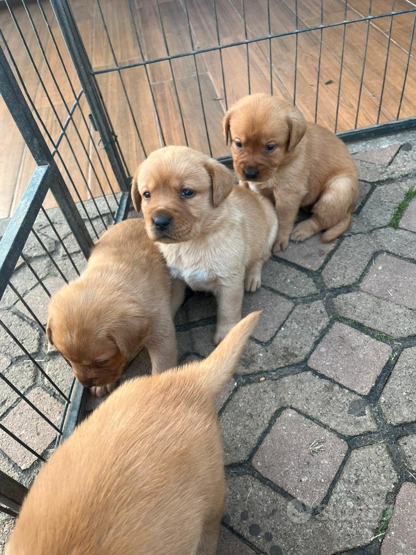 Labrador Red Fox Pedigree Enci - Animali In vendita a Milano