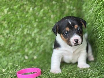 Jack Russell