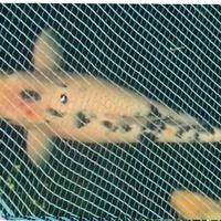 Carpa koi 45 cm