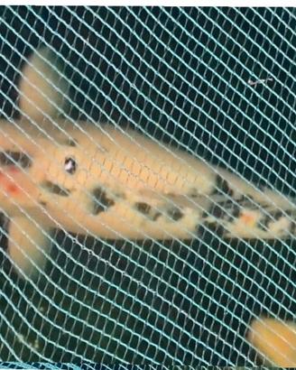 Carpa koi 45 cm