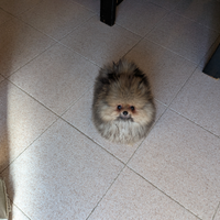 Spitz tedesco nano. Pomerania