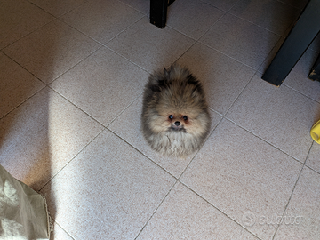 Spitz tedesco nano. Pomerania