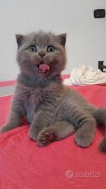 Scottish fold