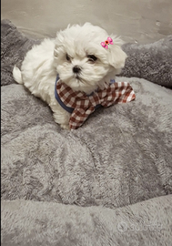 Maltese mini toy coreano