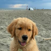 Cuccioli Golden Retriever linea americana