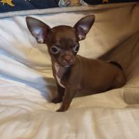 Cucciolo di chihuahua