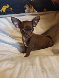 Cucciolo di chihuahua