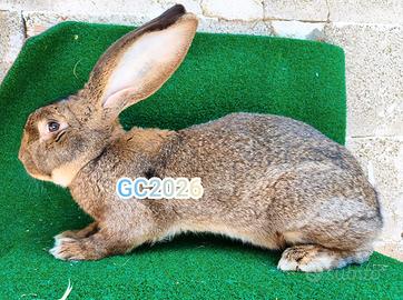 Conigli di razza giganti
