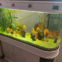 Pesci acquario discus