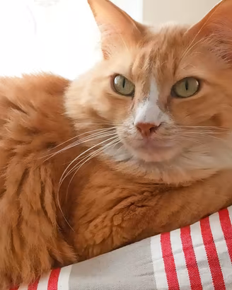 Pepe micio rosso pelo lungo