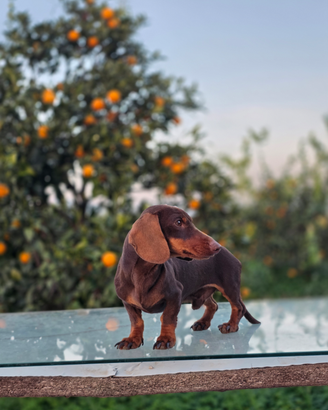 Bassotto stallone enci