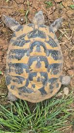 Tartarugh adulto maschio