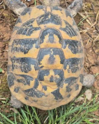 Tartarugh adulto maschio