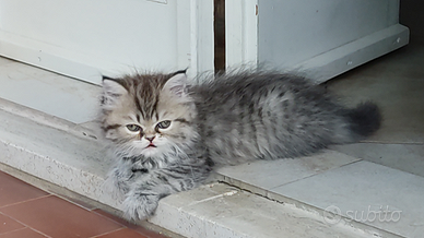 Persiana pura chinchilla Golden black