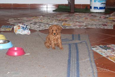 Barboncino toy red