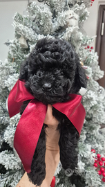 Barboncino con pedigree