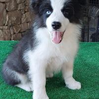 Border Collie Cuccioli