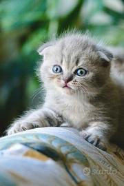 SCOTTISH Fold cuccioli