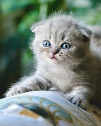 SCOTTISH Fold cuccioli