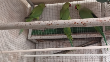 Coppie di pappagalli