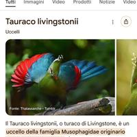 Turaco Livingstone