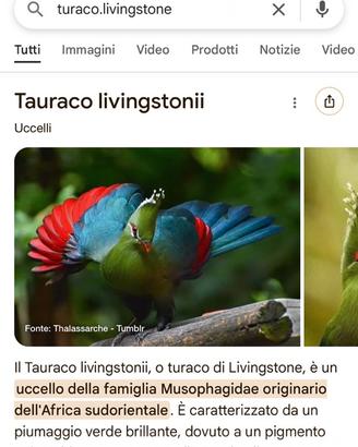 Turaco Livingstone