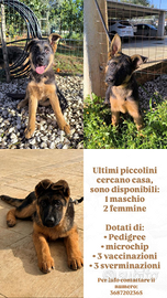 Ultimi cuccioli di pastore tedesco