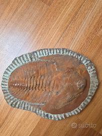 Fossile Trilobite