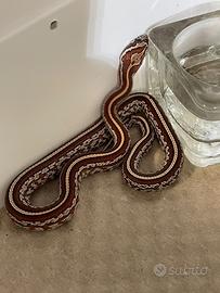 Serpenti del grano baby-tessera het scaleless