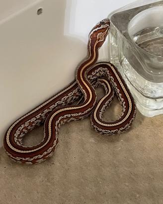 Serpenti del grano baby-tessera het scaleless