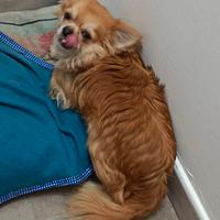Chihuahua maschio a pelo medio