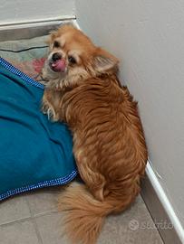 Chihuahua maschio a pelo medio