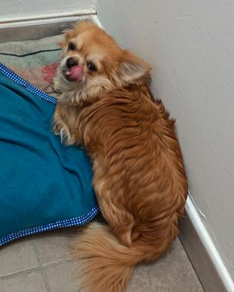 Chihuahua maschio a pelo medio