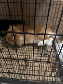 Coniglio nano Ariete