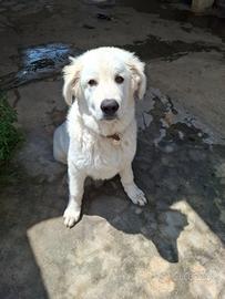 Pastore abruzzese