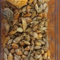 LOTTO DI CONCHIGLIE PIU' COLLANA