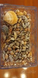 LOTTO DI CONCHIGLIE PIU' COLLANA