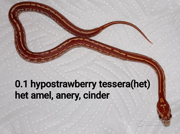 Guttatus - serpente del grano